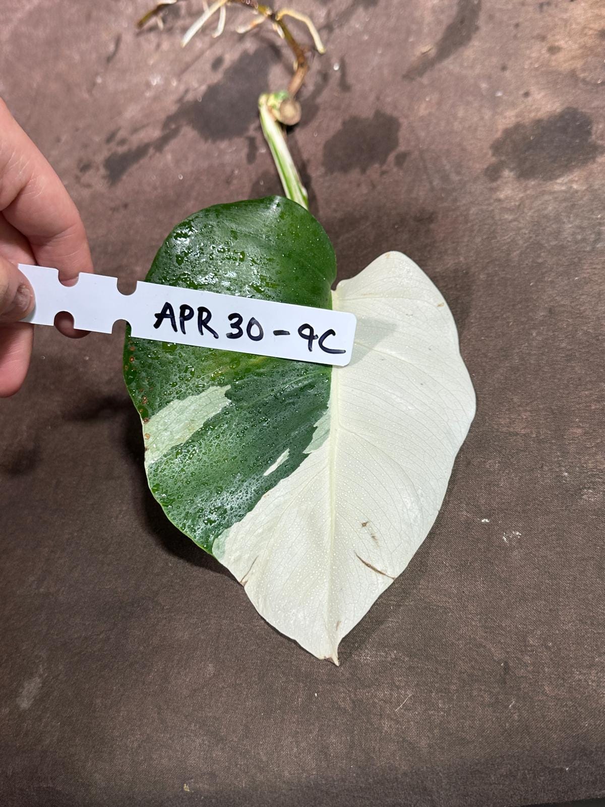 Variegated Monstera Albo Cutting - White Monstera Albo Borsigiana Plant - Rare Collector Indoor Plant - Half-Moon Leaf Plant- US Seller