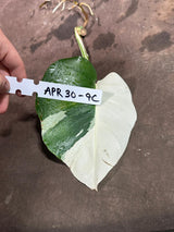 Variegated Monstera Albo Cutting - White Monstera Albo Borsigiana Plant - Rare Collector Indoor Plant - Half-Moon Leaf Plant- US Seller