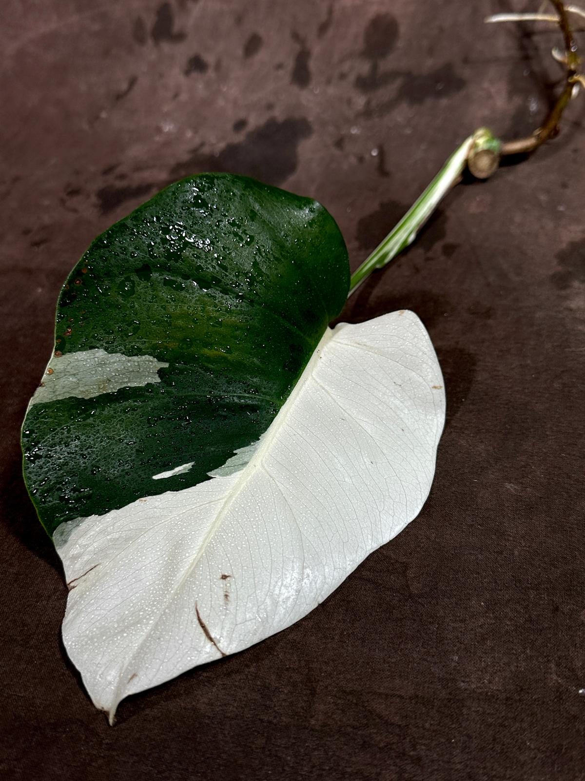 Variegated Monstera Albo Cutting - White Monstera Albo Borsigiana Plant - Rare Collector Indoor Plant - Half-Moon Leaf Plant- US Seller