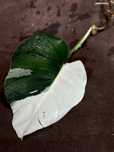Variegated Monstera Albo Cutting - White Monstera Albo Borsigiana Plant - Rare Collector Indoor Plant - Half-Moon Leaf Plant- US Seller
