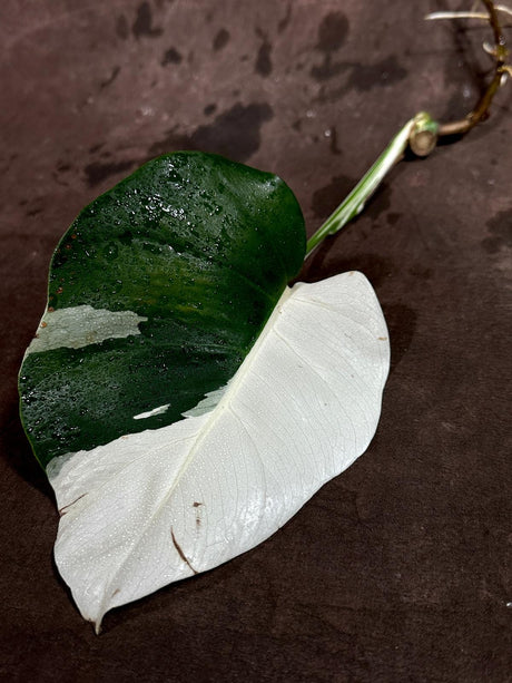 Variegated Monstera Albo Cutting - White Monstera Albo Borsigiana Plant - Rare Collector Indoor Plant - Half-Moon Leaf Plant- US Seller