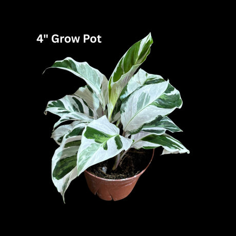 Calathea Fusion White in Grow Pot - Low Maintenance Best Indoor Plant - Variegated White Plant - Office Gift Plant with Pot -