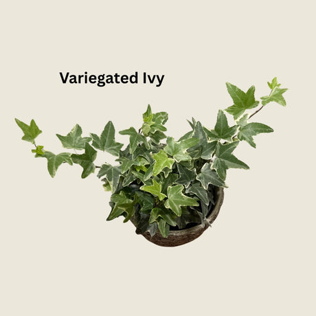Set of 2 Variegated & Green English Ivy Live Plants in 4" Grow Pot - Indoor Vining Plant - Low Light Climbing Plant - Easy Care House Plant