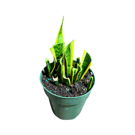 Sansevieria Laurentii Base Mother Plant in a 6" Grow Pot - Base Mother Plants  - Live Tropical Indoor & Outdoor Houseplant