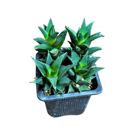 Haworthia Tortuosa in a 3" Grow Pot - Succulent Plant  - Mini Indoor Cactus - Low Maintenance Houseplant - Indoor Succulent for Gift