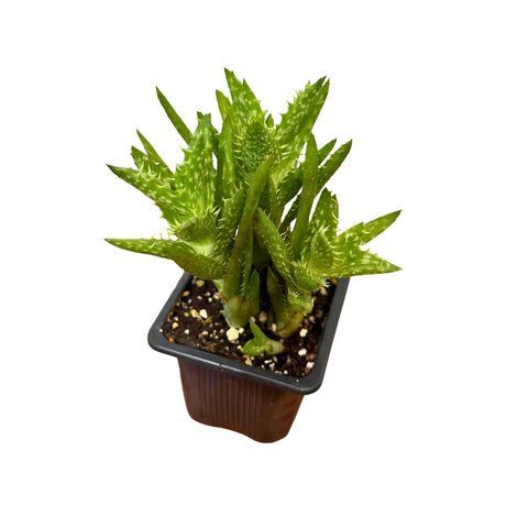 Aloe Juvenna - Tiger Tooth Aloe in 3 inch Grow Pot - Exotic Rare Succulent Cacti - Air Purifying Plant - Low Light Plant - Medicine Plant