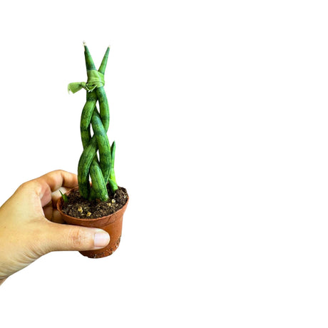 Snake plant Spear Braided Plant in a 2" Grow Pot - Sansevieria Cylindrica Low light Indoor Succulent Plant - Kids Room Plant - Pet Friendly