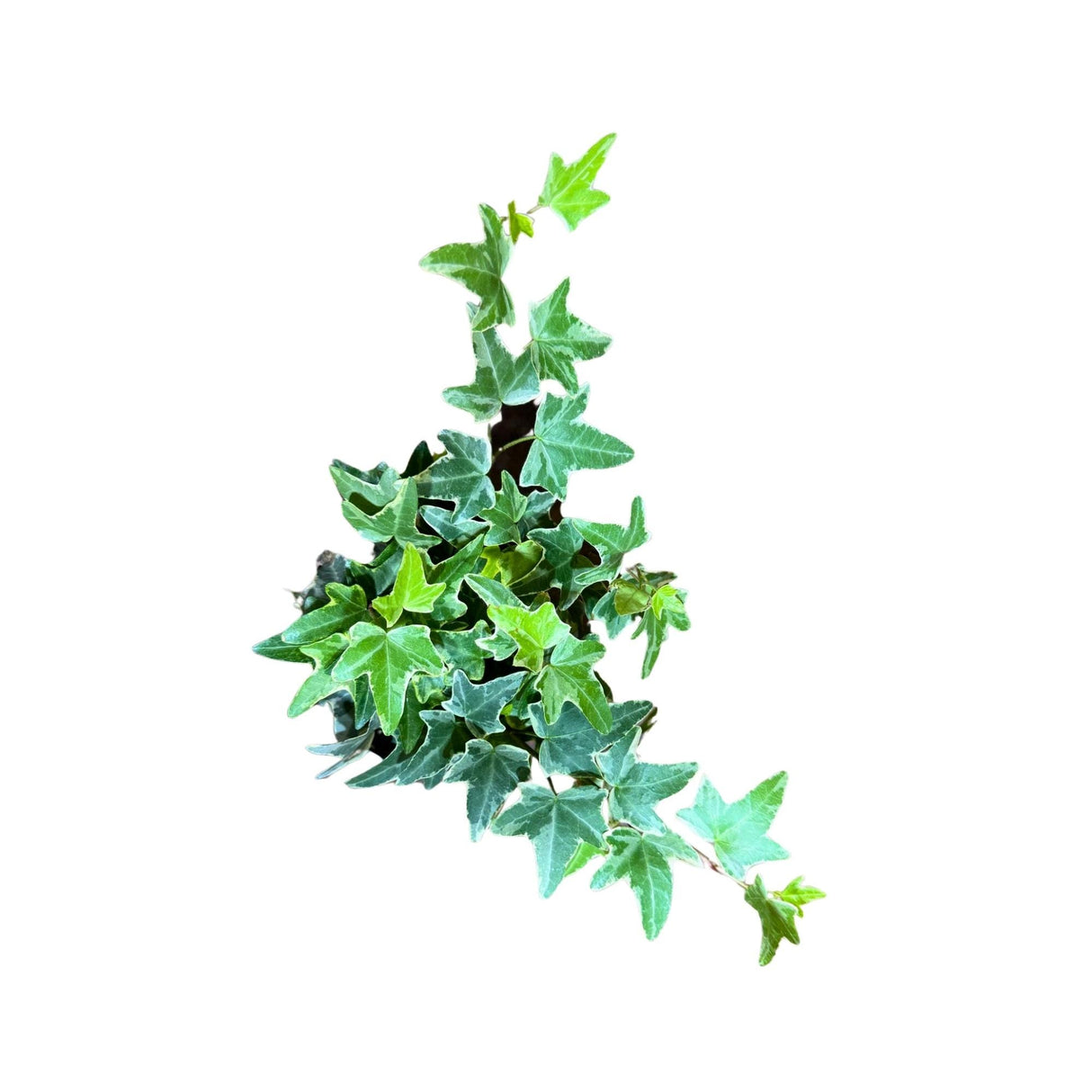 Variegated English Ivy Live Plant in a 4" Grow Pot - Indoor Vining Plant - Trailing Plant - Low Light Climbing Plant - Easy Care House Plant
