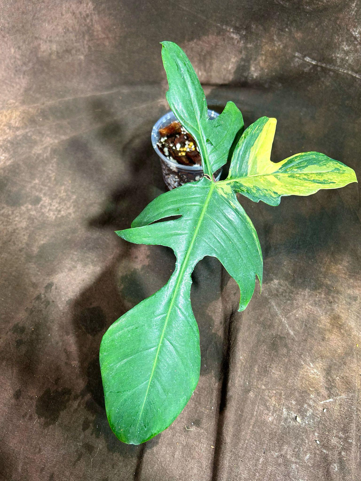 Variegated Philodendron Florida Beauty in a Nursery Pot - Extremely Rare Variegated Florida Beauty Live Indoor plant