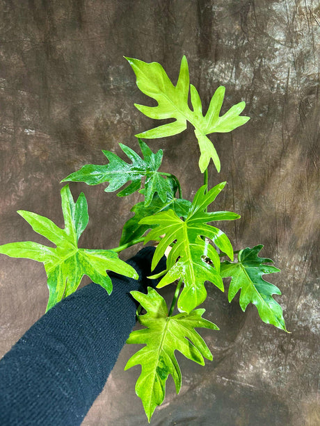 Philodendron Radiatum Variegated Exact Plant - US SELLER Rare - Indoor Rare Plant US seller