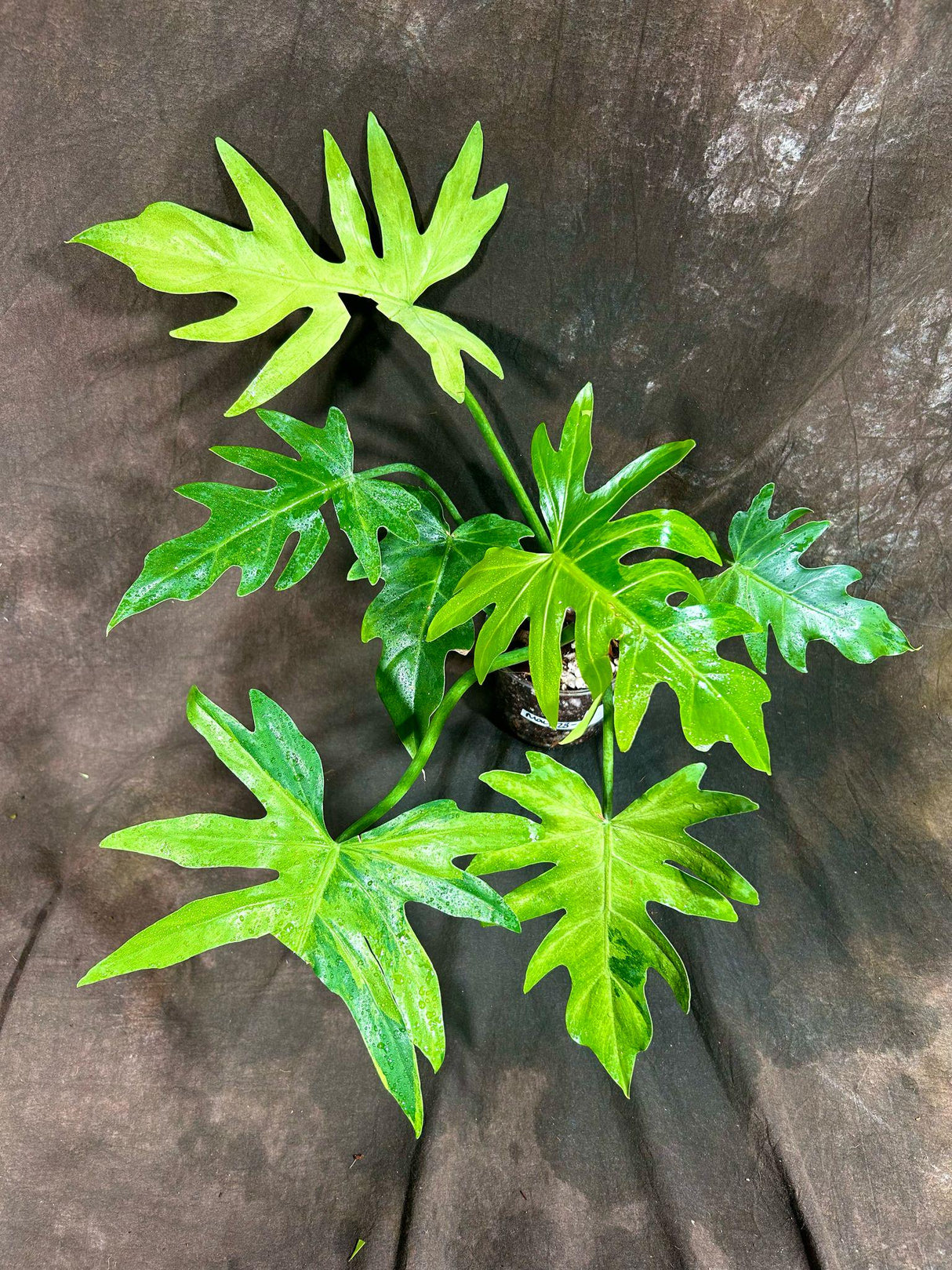 Philodendron Radiatum Variegated Exact Plant - US SELLER Rare - Indoor Rare Plant US seller