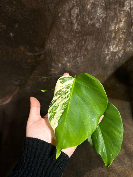 Variegated Monstera Albo Plant - Rare Indoor White Monstera Borsigiana Plant - Albo Monstera Baby Leaf Plant - Rare Houseplant - Exact Plant