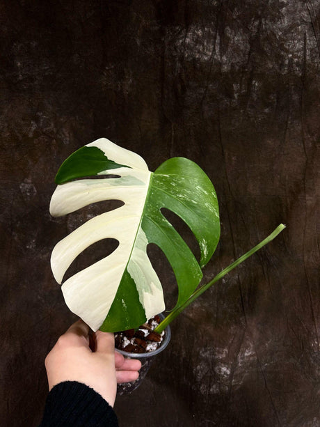 Variegated Monstera Albo Plant - Rare Indoor White Monstera Albo Borsigiana Plant - Monstera Albo Top Cut Potted Houseplant - EXACT Plant