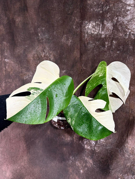 Variegated Monstera Albo Plant - Rare Indoor White Monstera Albo Borsigiana Plant - Half-Moon Leaf Plant - Rare Houseplant - EXACT Plant