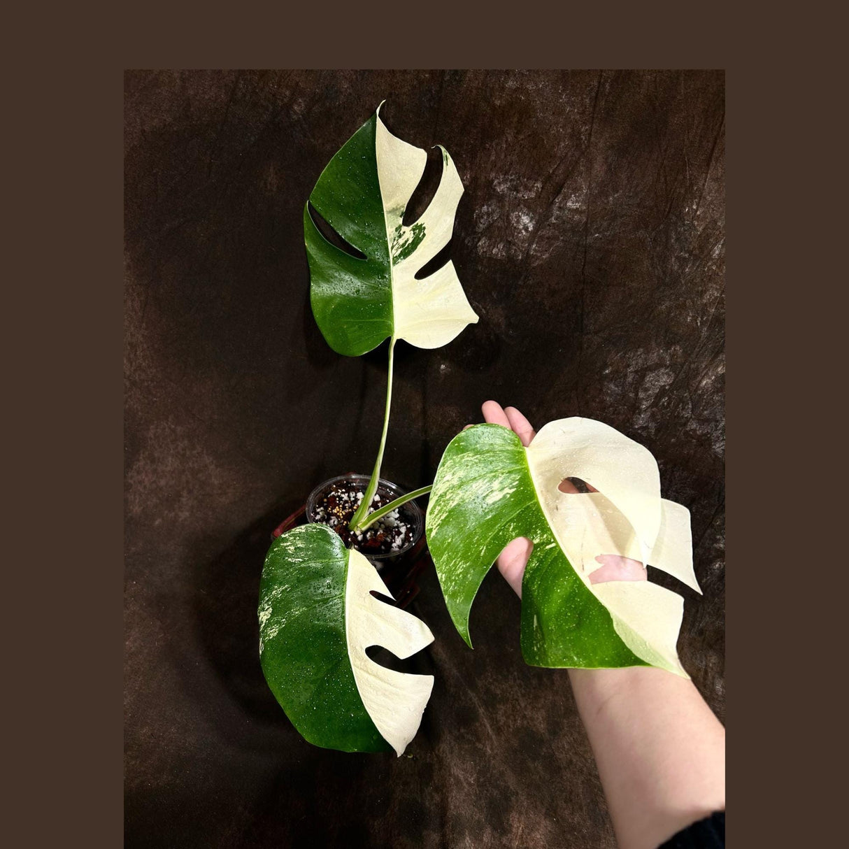 Variegated Monstera Albo Plant - Rare Indoor White Monstera Albo Borsigiana Plant - Half-Moon Leaf Plant - Rare Houseplant - EXACT Plant