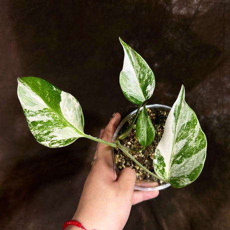 Variegated Monstera Albo Plant - Rare Indoor White Monstera Albo Borsigiana Plant - Albo Baby Leaf Plant - Rare Houseplant -EXACT Plant