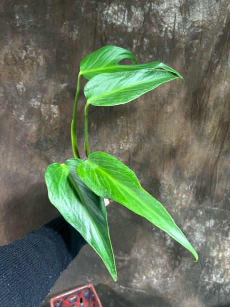 Monstera Burle Marx Flame Plant in a Nursery Pot - Monstera Dilacerata - Super Rare Aroid Plant - Same Plant as Image - US Seller