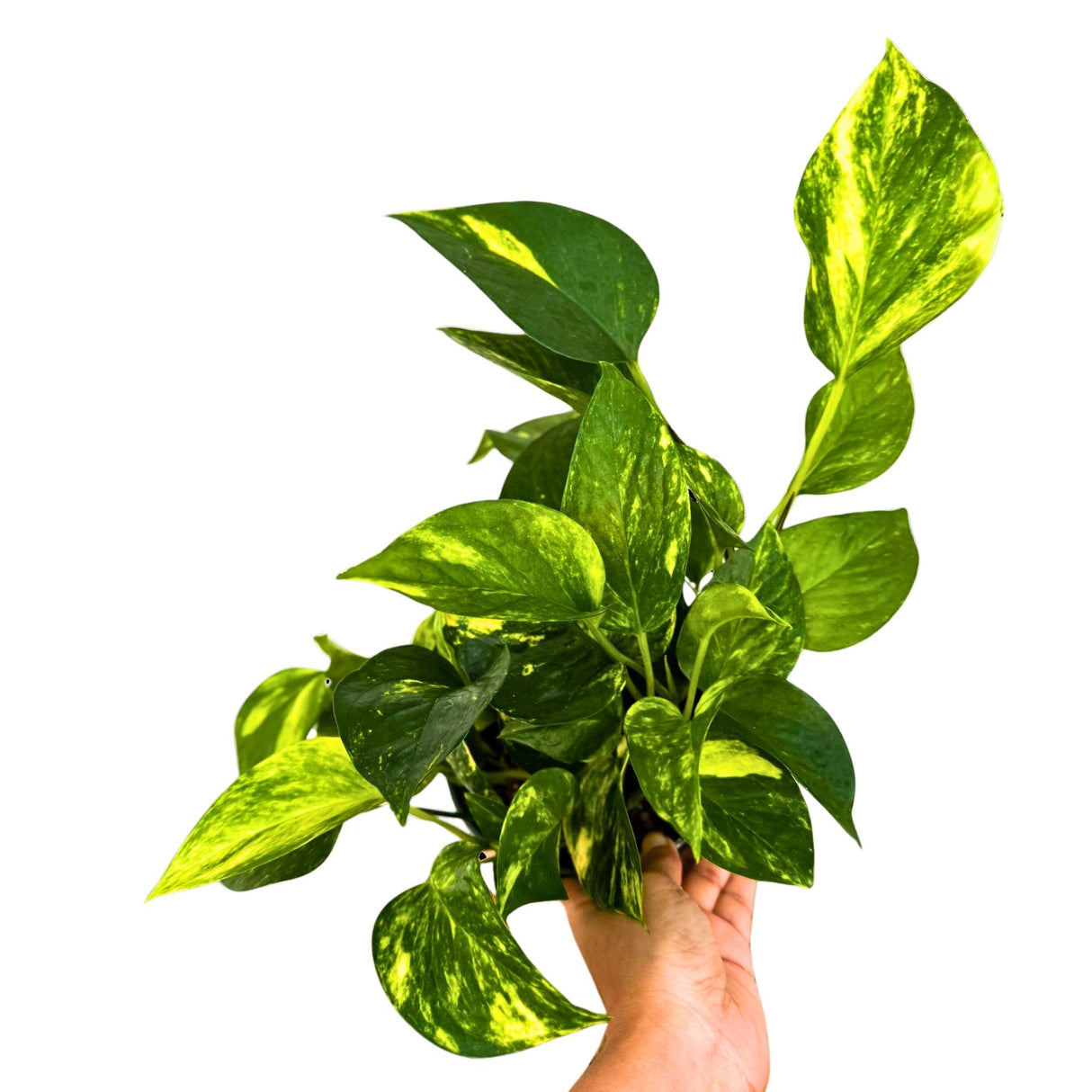 Golden Pothos in a 6" Grow Pot - Easy Care Houseplant - Low light Indoor Plant - Devils Ivy Plant - Air Purifier Plant - US Seller
