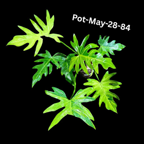 Philodendron Radiatum Variegated Exact Plant - Indoor Rare Plant - Large Form - Plants Lover Gift - Live Plant - US Seller