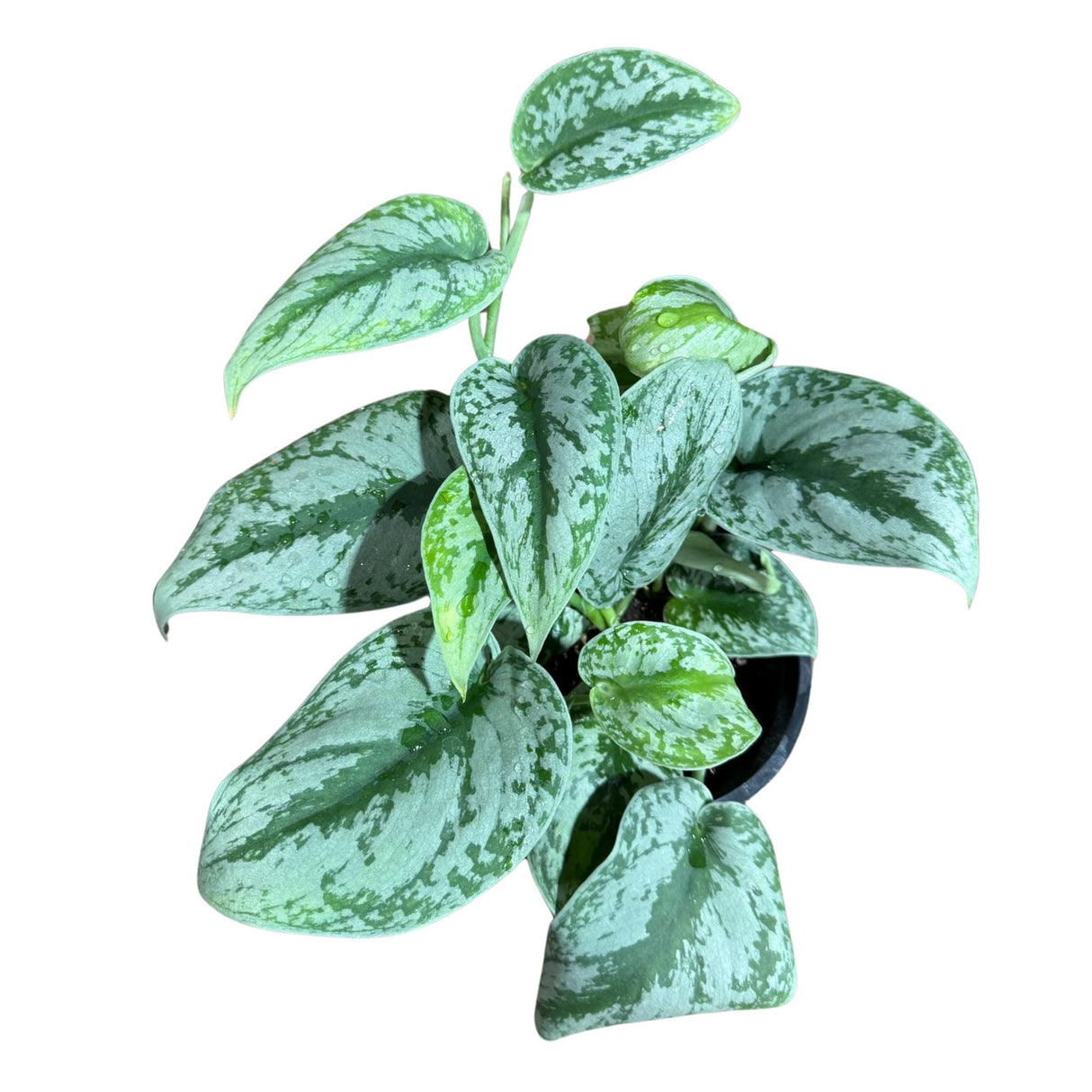 Scindapsus Silver Exotica Plant in 6" Grow Pot - Silver Satin Pothos Large Leaf Plant - Rare Vining Indoor Plant - Scindapsus Pictus Exotica