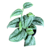 Scindapsus Silver Exotica Plant in 6" Grow Pot - Silver Satin Pothos Large Leaf Plant - Rare Vining Indoor Plant - Scindapsus Pictus Exotica
