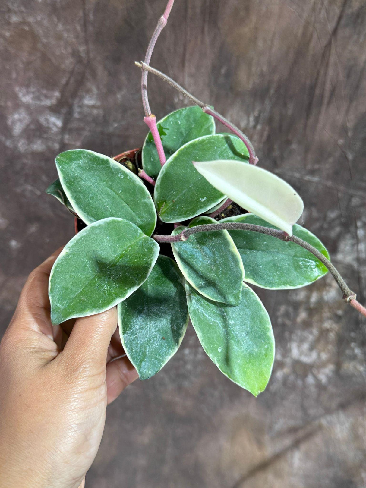 Hoya Carnosa ‘Krimson Queen’ in 4" Grow Pot – Tricolor Variegated Hoya Plant – Air Purifying Indoor Plant - Tropical Houseplant