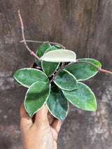 Hoya Carnosa ‘Krimson Queen’ in 4" Grow Pot – Tricolor Variegated Hoya Plant – Air Purifying Indoor Plant - Tropical Houseplant