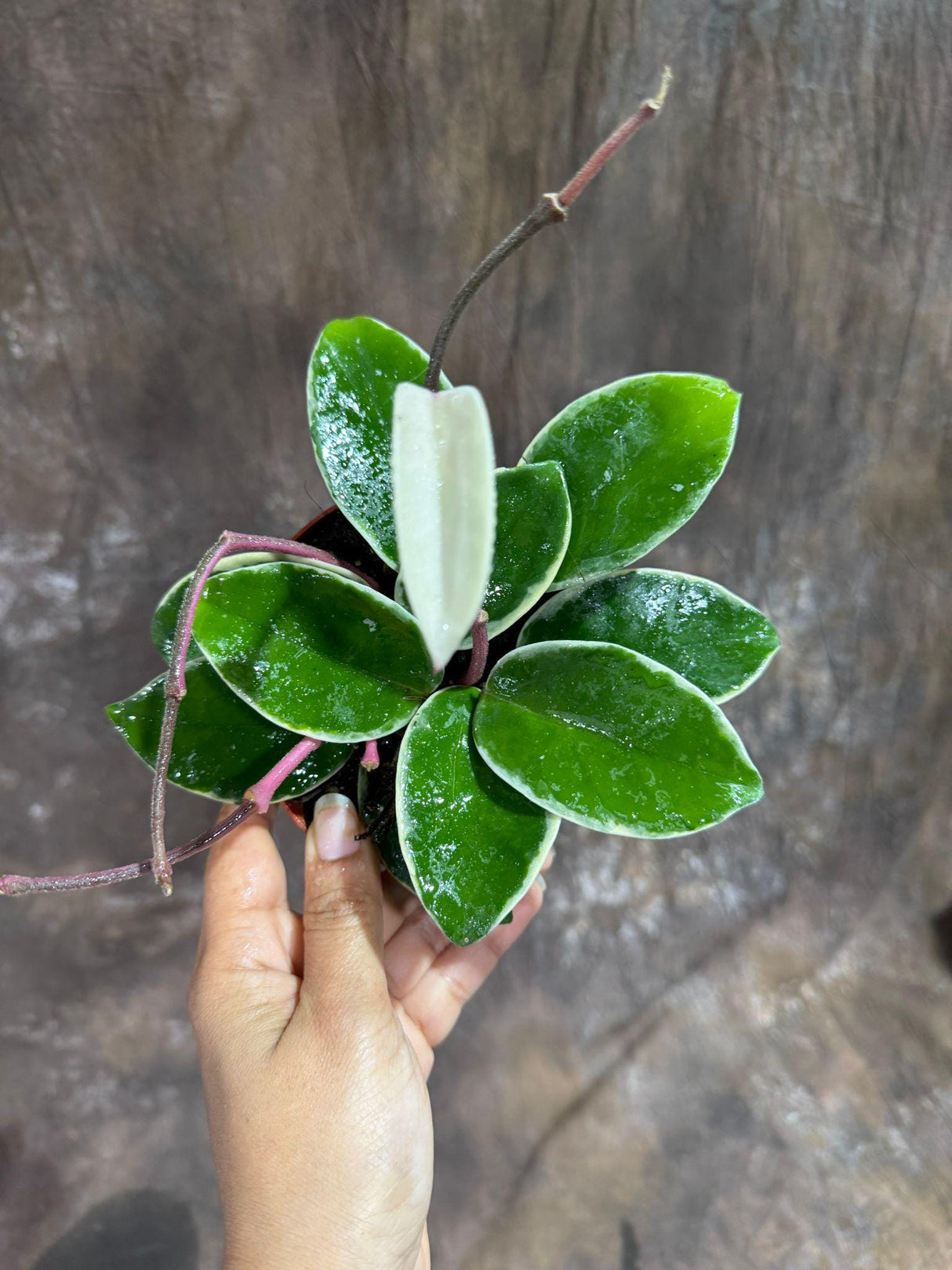 Hoya Carnosa ‘Krimson Queen’ in 4" Grow Pot – Tricolor Variegated Hoya Plant – Air Purifying Indoor Plant - Tropical Houseplant