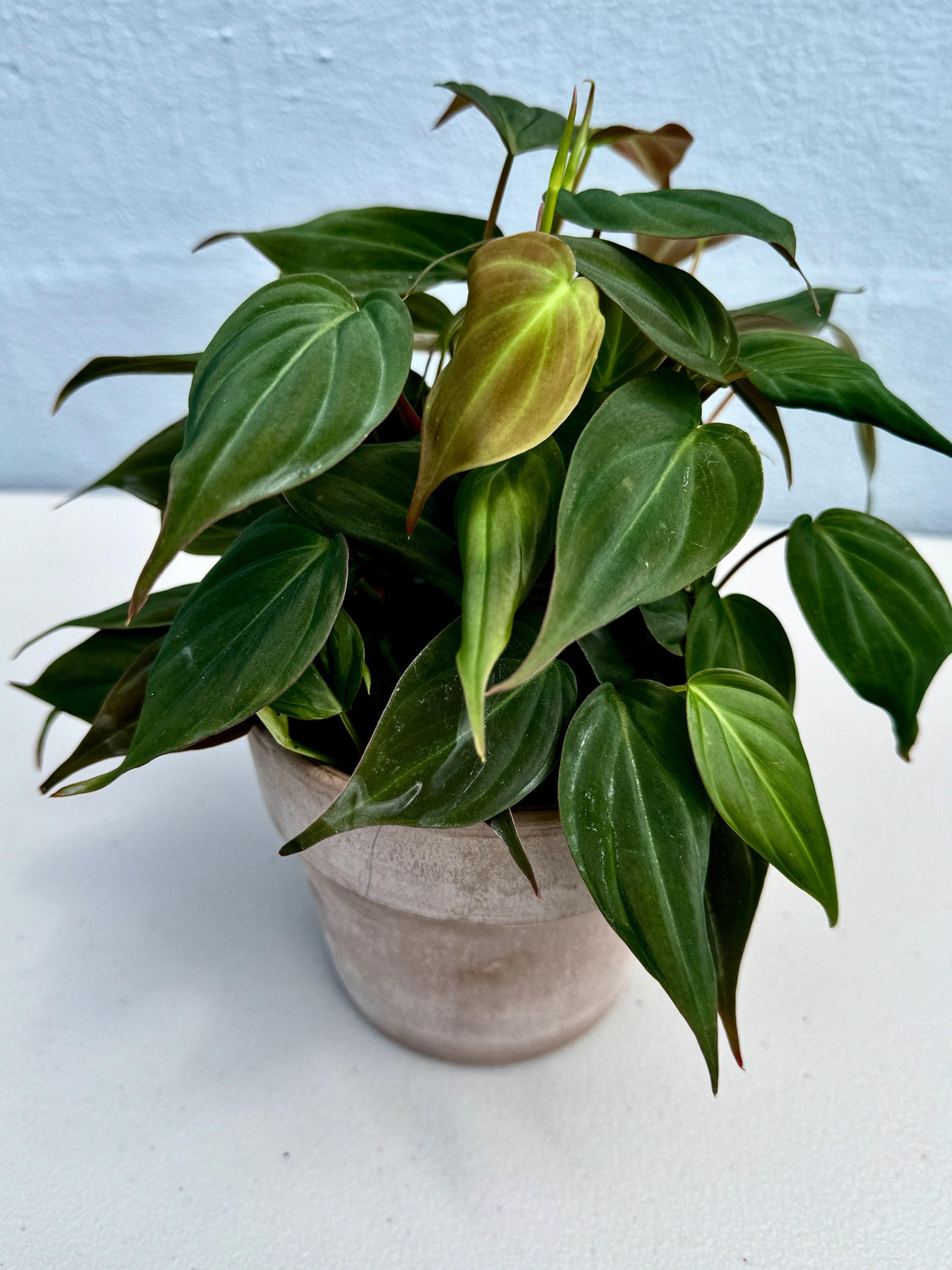 Velvet Leaf Philodendron cuttings RARE | Velvet Leaf plant | Philodendron Mican | Heartleaf Philodendron cutting | Rare indoor vining plant