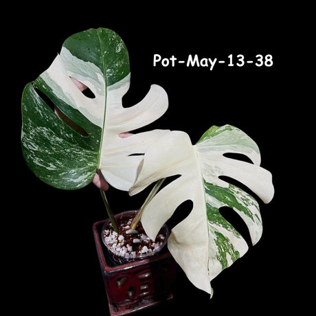 Variegated Monstera Albo Plant - Rare Indoor White Monstera Albo Borsigiana Plant - Albo Top Cut Potted Plant - EXACT Houseplant V