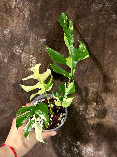 Rare Variegated Rhaphidophora Tetrasperma Aurea in a Nursery Pot - Rare Collector Plant - Exact SAME Potted Plant - US Seller