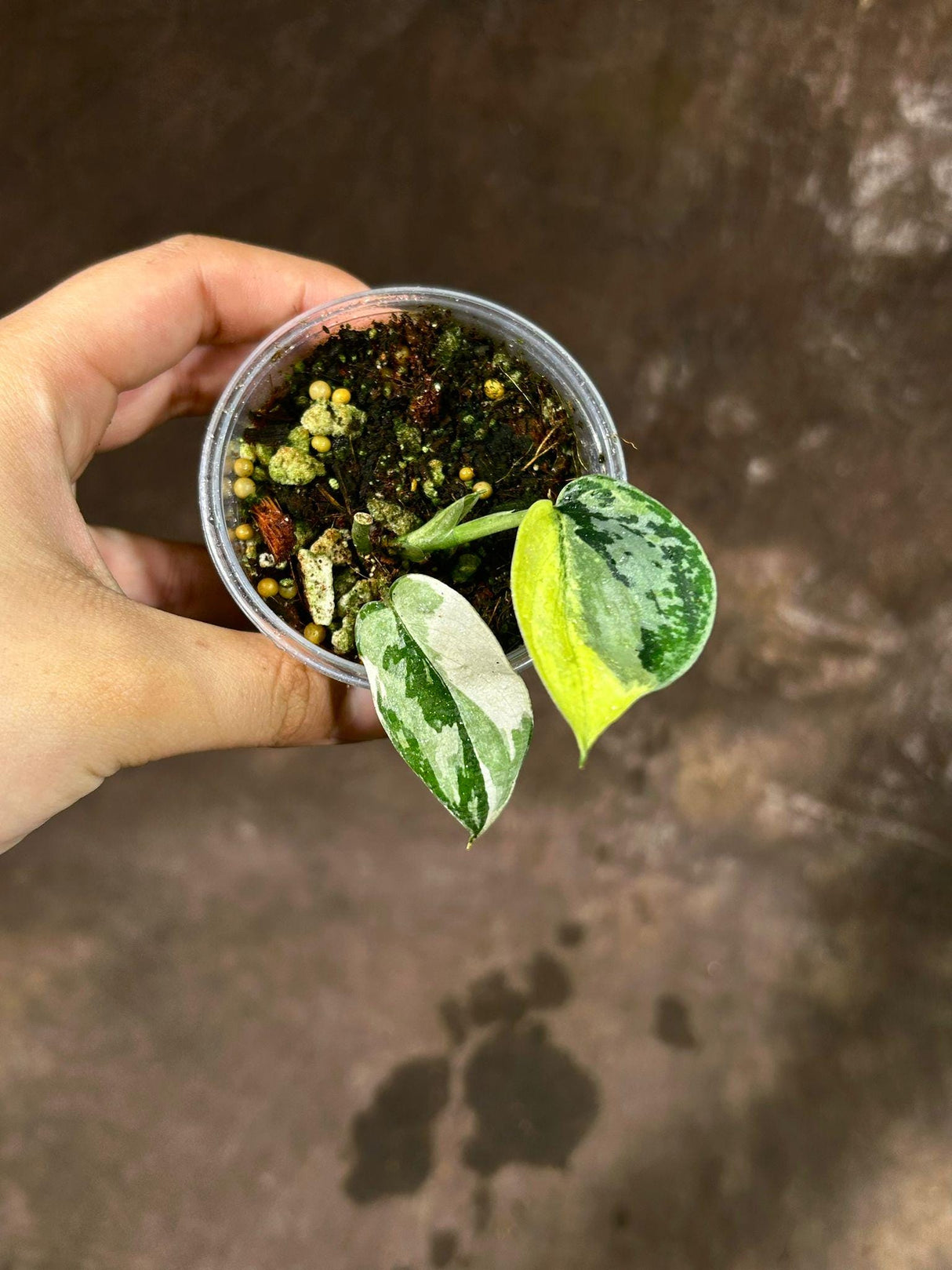 Scindapsus Mayari Variegated in a Nursery Pot | Rare Scindapsus Single Leaf Potted Plant | Indoor Plant | Similar pot as images - US Seller