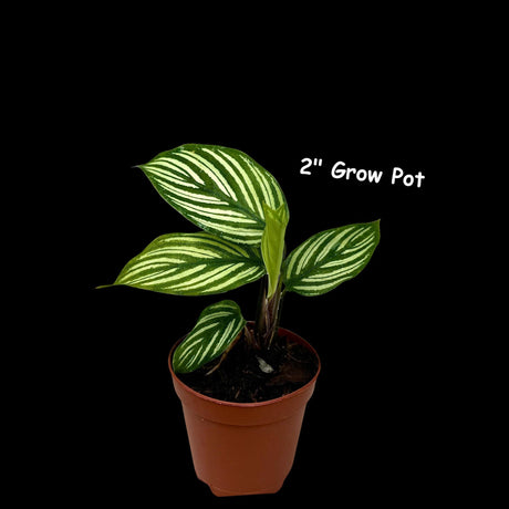 Calathea Vittata Live Plant in a Pot | White Striped Calathea | Indoor Easy Beginner Plant | Pet Friendly Plants | Gift Plants
