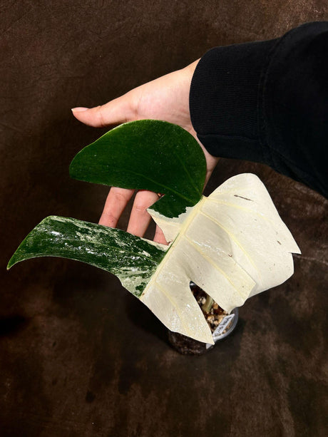 Variegated Monstera Albo Plant - Rare Indoor White Monstera Borsigiana Plant - Albo Monstera live Plant - Rare Houseplant - Exact Plant