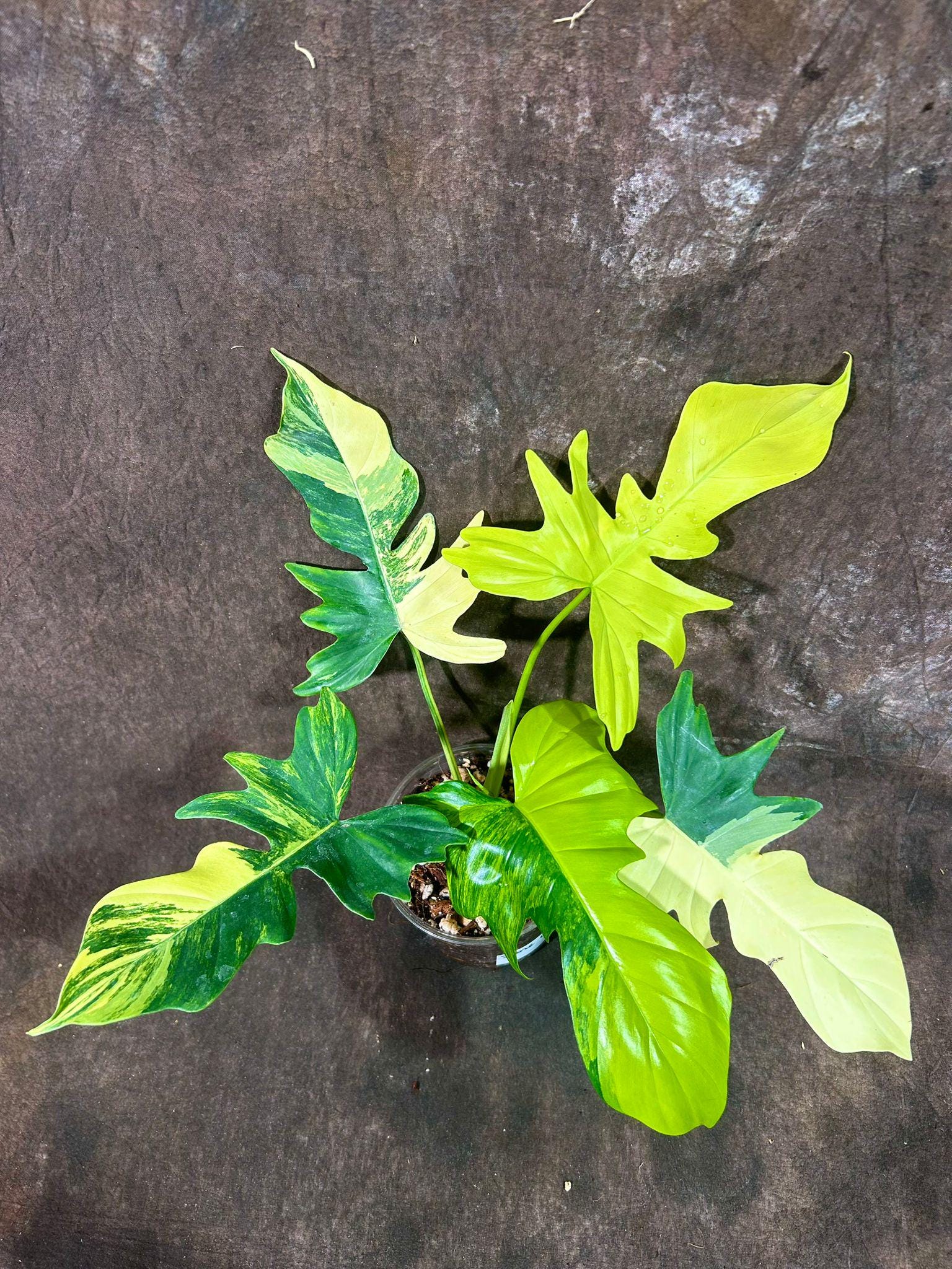 Variegated Philodendron Florida Beauty x Mayoi - Super Rare Live