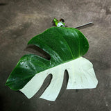 Variegated Monstera Albo Cutting - White Monstera Albo - Rare Variegated Monstera Borsigiana Aalbo - SAME plant as pictures - US Seller