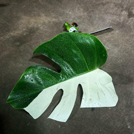 Variegated Monstera Albo Cutting - White Monstera Albo - Rare Variegated Monstera Borsigiana Aalbo - SAME plant as pictures - US Seller