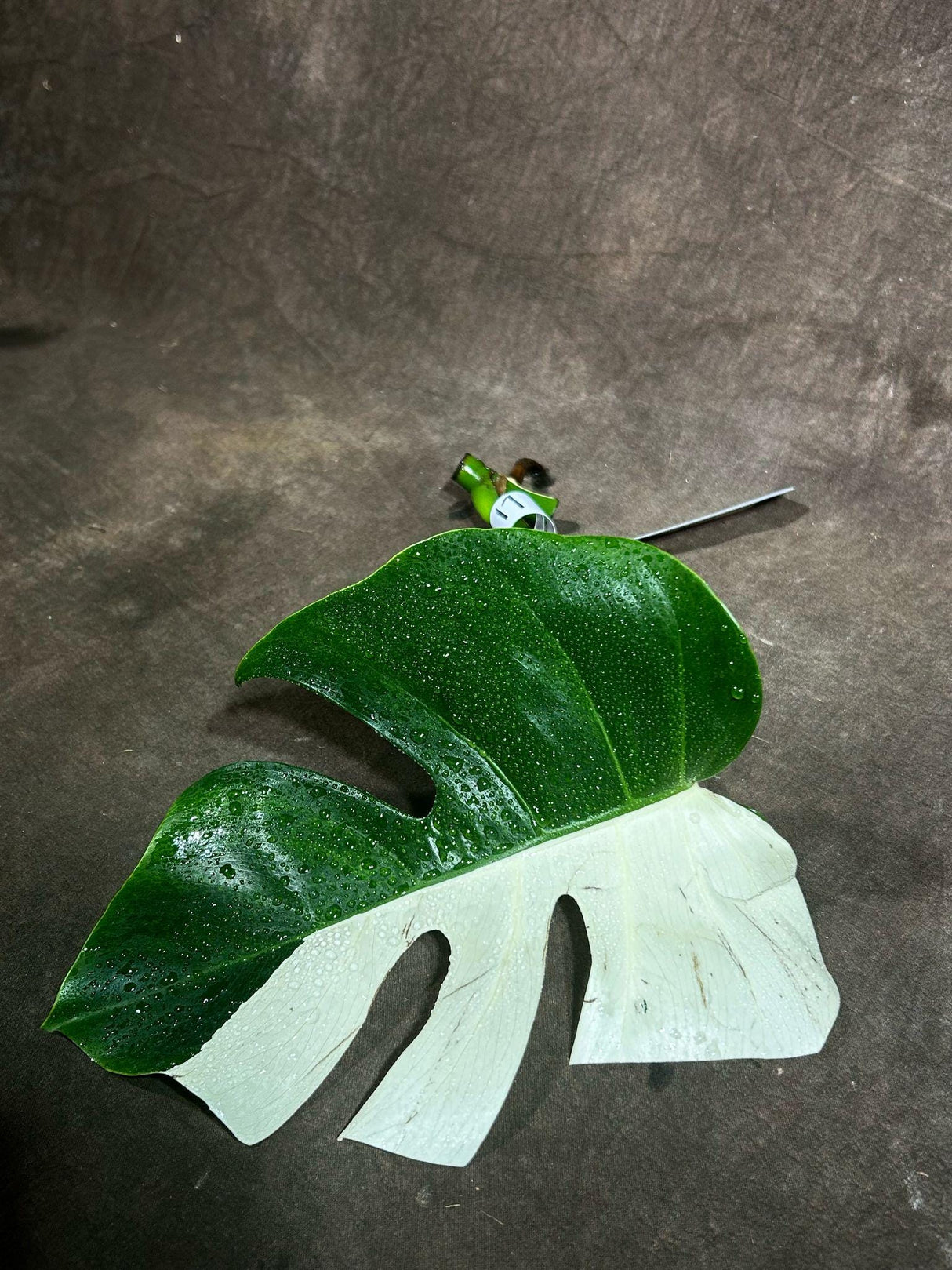 Variegated Monstera Albo Cutting - White Monstera Albo - Rare Variegated Monstera Borsigiana Aalbo - SAME plant as pictures - US Seller