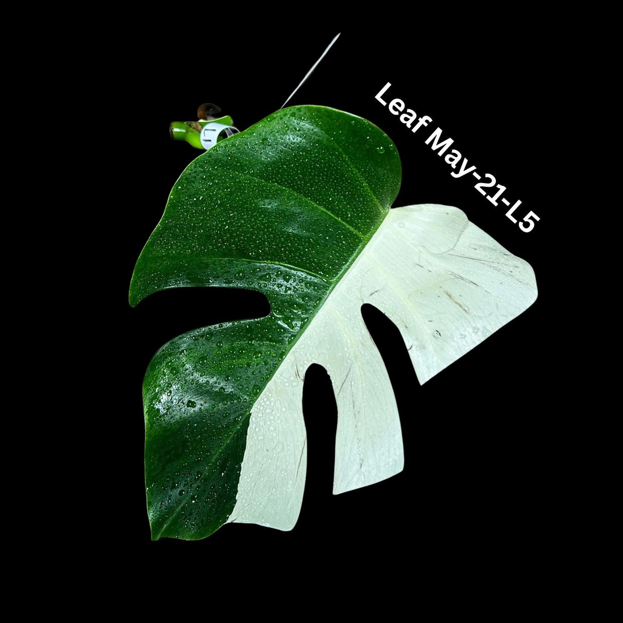 Variegated Monstera Albo Cutting - White Monstera Albo - Rare Variegated Monstera Borsigiana Aalbo - SAME plant as pictures - US Seller