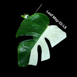 Variegated Monstera Albo Cutting - White Monstera Albo - Rare Variegated Monstera Borsigiana Aalbo - SAME plant as pictures - US Seller