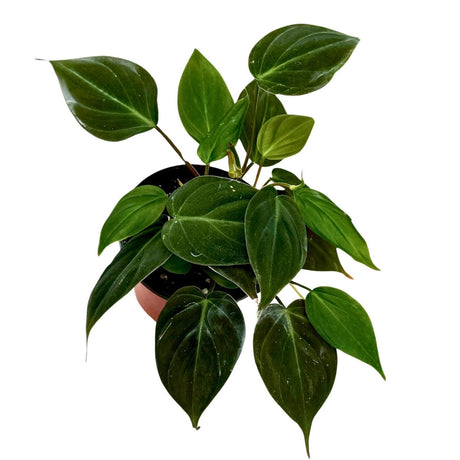 Philodendron Micans Velvet in 4" Grow Pot - Velvet Leaf - Heartleaf Philodendron - Rare Indoor Plant - Rare Hirt's - Easy Houseplant