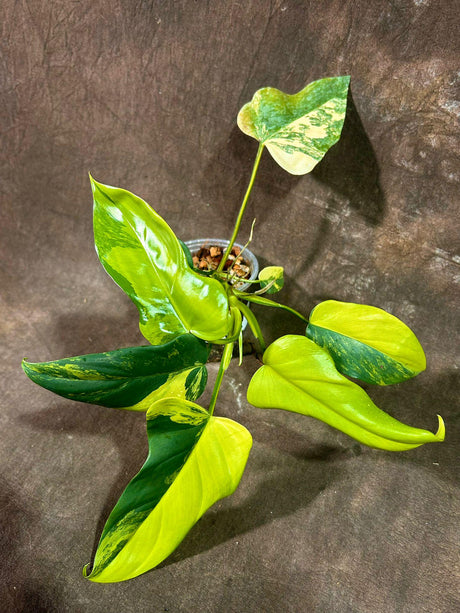 High Variegated Philodendron Bipennifolium in a Nursery Pot - Philodendron Bipennifolium Plant - Exact SAME Plant - US Seller