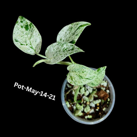 RARE Epipremnum Pinnatum Albo Variegated Plant in a Nursery Pot - Beginners Plant - Indoor Plant -SAME Plant as picture - US Seller