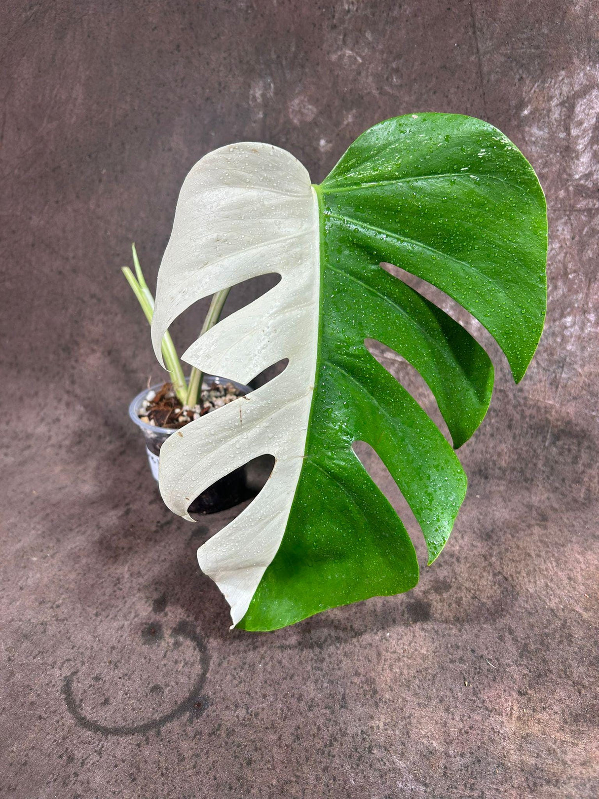 Variegated Monstera Albo Plant - Rare Indoor White Monstera Albo Borsigiana Plant - Albo Half-Moon Leaf Plant - EXACT Plant - US Seller