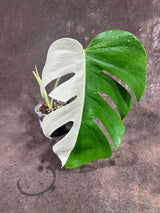 Variegated Monstera Albo Plant - Rare Indoor White Monstera Albo Borsigiana Plant - Albo Half-Moon Leaf Plant - EXACT Plant - US Seller