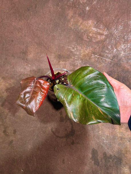 RARE Philodendron Orange Princess in a Nursery Pot - Orange Princess Marble Philodendron Live Plant - Same Potted Plant - US Seller
