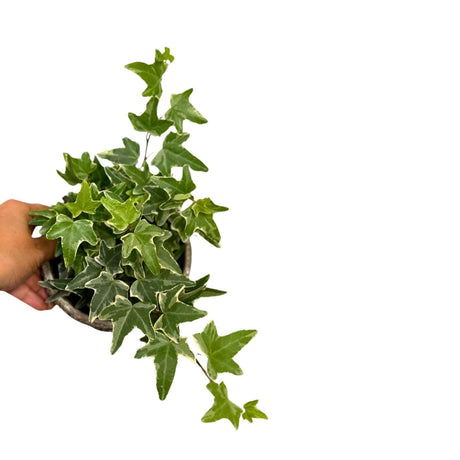 4" Variegated English Ivy Live Plant | Indoor Vining Plant Trailing Plant