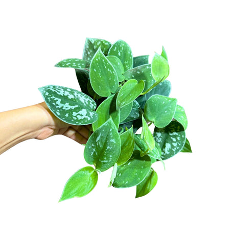 Silver Pothos Live plant 4" pot with mature vines - Scindapsus Pictus Argyraeus - Silvery Anne - Hardy Houseplant - Low Light Pothos Plant