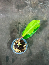 Variegated Philodendron Thai Sunrise in a Nursery Pot- Tropical Plant - Rare Houseplant - Similar Potted Plant- US Seller