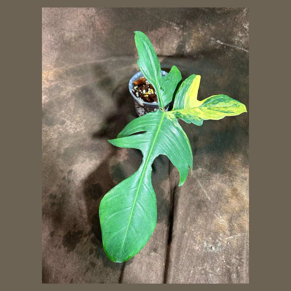 Variegated Philodendron Florida Beauty in a Nursery Pot - Extremely Rare Variegated Florida Beauty Live Indoor plant